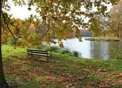 Ławka, Staw, Drzewo, Jesień, Park