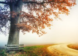 Ławka pod jesiennym drzewem przy zamglonej drodze
