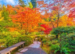 Jesień, Ławka, Drzewa, Kolorowe, Park
