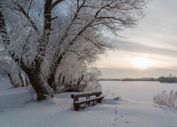 Ławka pod oszronionym drzewem nad zamarzniętą rzeką o poranku