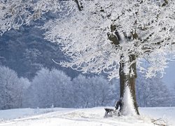 Zima, Oszronione, Drzewo, Ławka, Śnieg, Las
