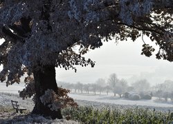 Ławka pod oszronionym rozłożystym drzewem