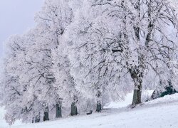 Zima, Ośnieżone, Drzewa, Ławka, Wzgórze