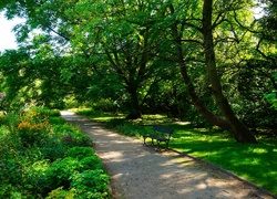 Polska, Gdańsk, Park Oliwski im. Adama Mickiewicza, Alejka, Ławka, Roślinność