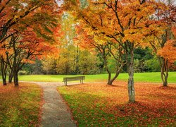 Park, Jesień, Drzewa, Ławka, Żółte, Liście