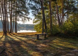 Ławka w lesie nad brzegiem rzeki