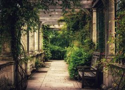 Patio, Ogród, Ławka, Pergola, Roślinność