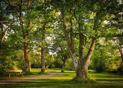 Park, Liście, Liściaste, Drzewa, Ławka, Aleja