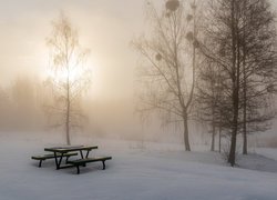 Ławka w śniegu pod drzewem w zamglonym o poranku lesie