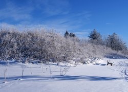 Ławka w śniegu pod oszronionymi krzewami