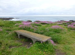 Ławka wśród traw i kwiatów na wybrzeżu morza