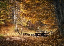 Ławki i schody obok drzew w jesiennym lesie