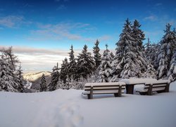 Zima, Las, Ośnieżone, Drzewa, Drewniane, Ławki, Stolik