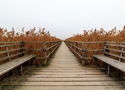 Ławki na pomoście wśród pożółkłych wysokich traw