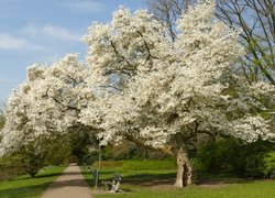 Wiosna, Kwitnące, Drzewa, Ławki, Droga, Park