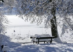 Ławki pod ośnieżonym drzewem