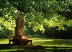 Ławki pod rozłożystym drzewem w parku