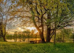 Park, Drzewa, Promienie słońca, Ławka, Staw, Trawa, Wiosna