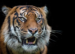 Łeb tygrysa z wystawionymi kłami