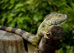 Iguana, Legwan zielony, Pień, Drzewa