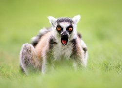 Lemur Katta