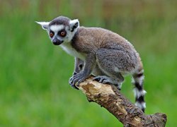 Lemur na drzewie