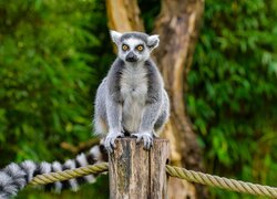 Lemur na słupku