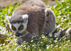 Lemur na trawie