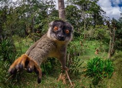 Lemur płowy, Wyciągnięta, Łapka, Oczy, Drzewo, Krzewy