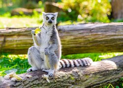 Lemur siedzący na kłodzie