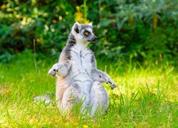 Lemur siedzący na trawie