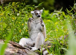 Lemur, Pnie, Trawy
