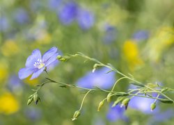 Kwiaty, Niebieskie, Len, Pąki