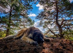 Leonberger leżący na ściółce