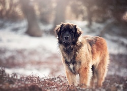 Leonberger patrzy w obiektyw