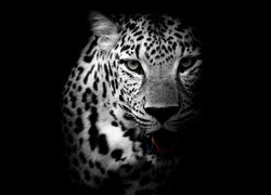 Leopard na czarnym tle