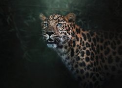Leopard na rozmytym tle
