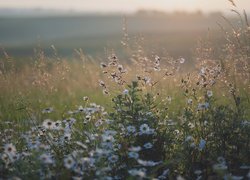 Lepnica pośród rumianków i trawy