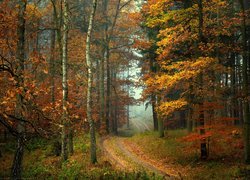 Las, Drzewa, Ścieżka, Liście, Jesień, Mgła
