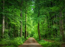 Leśna droga między drzewami w lesie