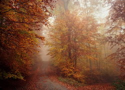 Leśna droga pokryta jesiennymi liśćmi we mgle