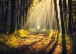 Leśna droga pomiędzy drzewami w promieniach słońca