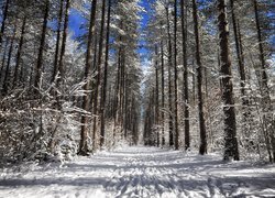 Leśna droga pomiędzy ośnieżonymi drzewami