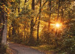 Las, Droga, Drzewa, Jesień, Promienie słońca