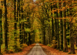 Leśna droga pośród jesiennych drzew
