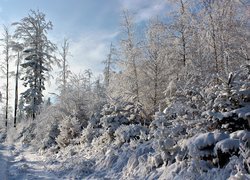 Leśna droga pośród zaśnieżonych drzew