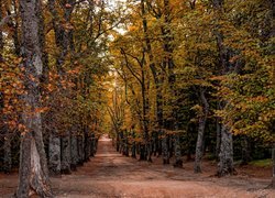 Leśna droga wśród jesiennych drzew