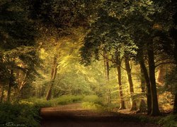 Leśna droga wśród rozświetlonych drzew