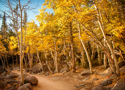 Leśna droga z kamieniami na poboczach w jesiennym krajobrazie