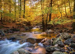 Leśna jesienna kamienista rzeka